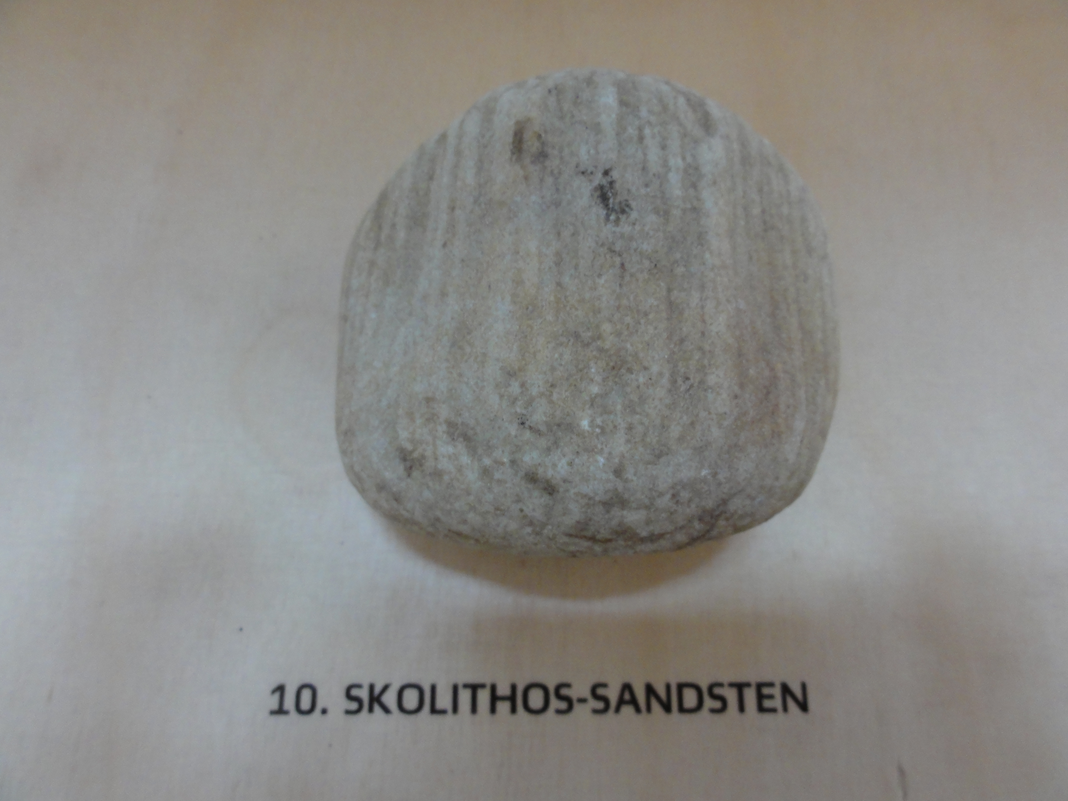 10. skolithos-sandsten