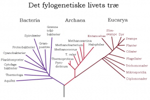 Det fylogenetiske livets træ